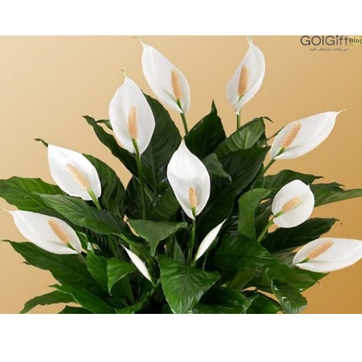 روش تکثیر گیاه اسپاتی فیلوم width=512 height=512 border=0