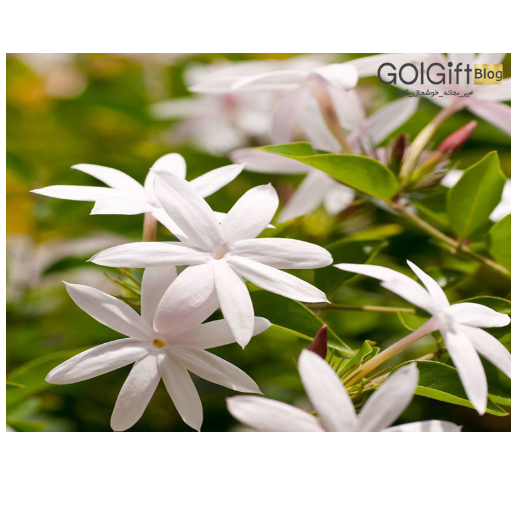خرید گل یاسمن width=512 height=512 border=0