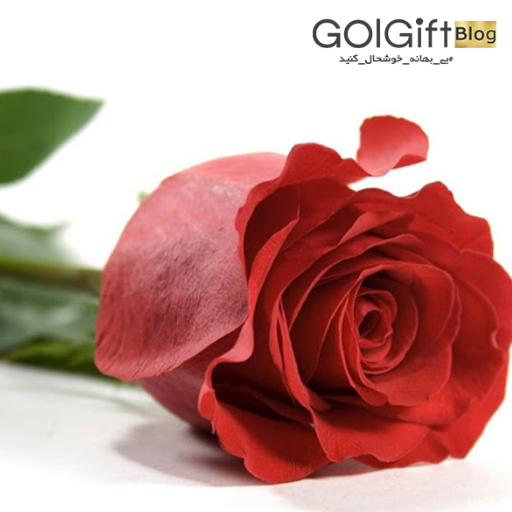 دلایل افزایش قیمت گل رز  width=512 height=512 border=0