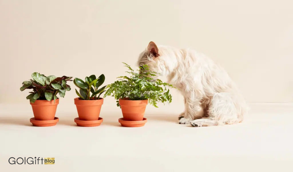 لیست طلایی: 10 گل زیبا و کاملاً بی خطر برای سگ و گربه شما width=512 height=512 border=0