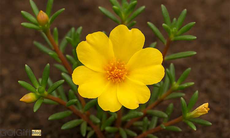 ویژگی های گل ناز آفتابی width=512 height=512 border=0