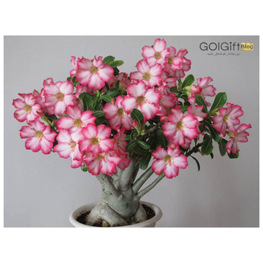 مشخصات گیاه آدنیوم width=512 height=512 border=0