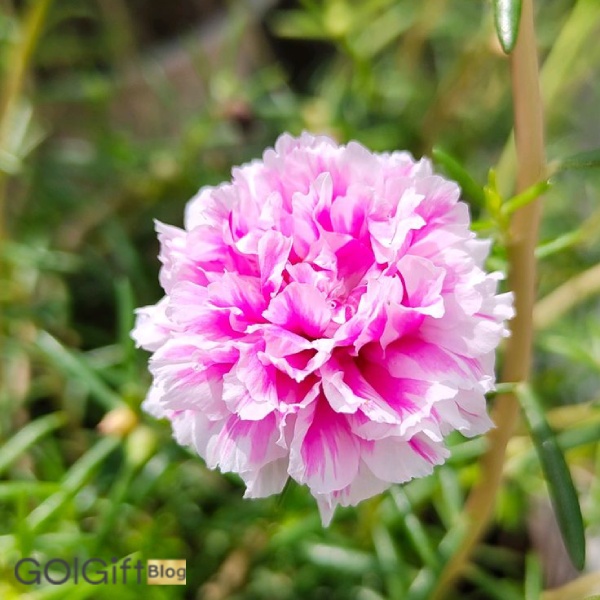 گل فرانسوی width=512 height=512 border=0