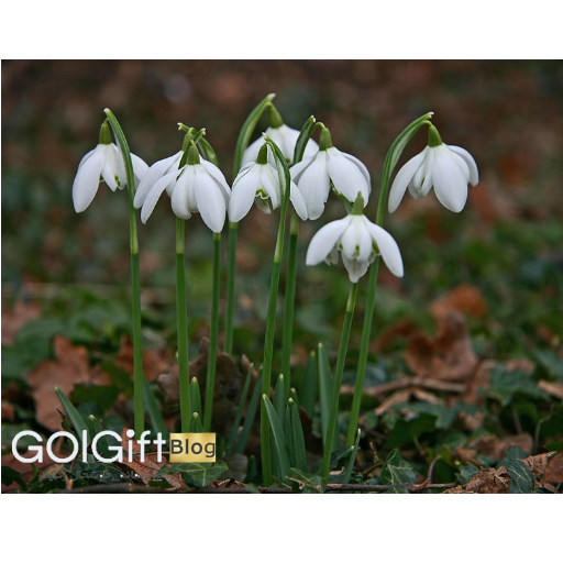 گیاه برفی Galanthus width=512 height=512 border=0