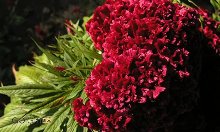 گل تاج خروس width=512 height=512 border=0