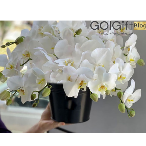 گل ارکیده برای روز مهندس width=512 height=512 border=0