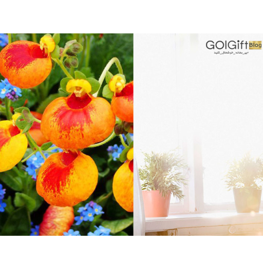نور مورد نیاز گل گوشواره ای width=512 height=512 border=0