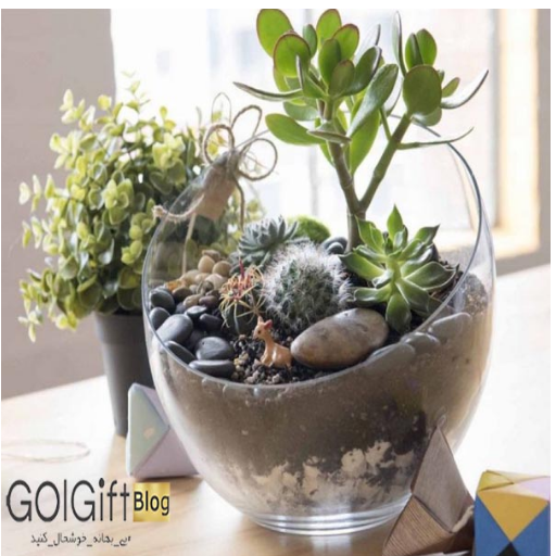 آشنایی با گیاهان مخصوص تراریوم آبی width=512 height=512 border=0