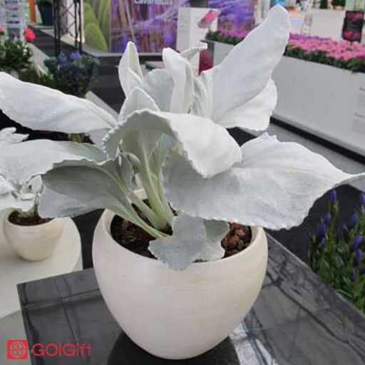 معرفی ساکولنت سنکیو width=512 height=512 border=0