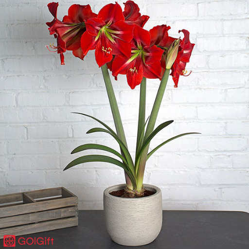 بعد از گلدهی آماریلیس چه باید کرد؟ width=512 height=512 border=0