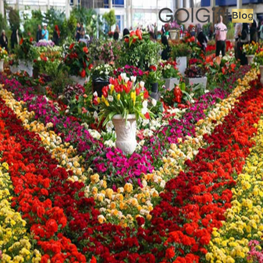 خرید گل و گیاه width=512 height=512 border=0