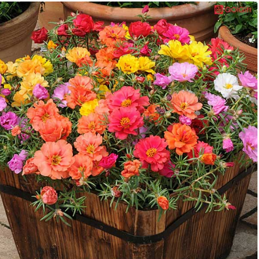 گل ناز آفتابی مناسب هوای گرم و خشک width=512 height=512 border=0