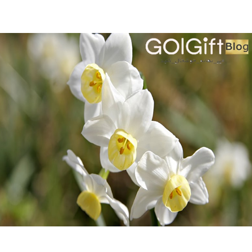 رنگ های مختلف در نرگس width=512 height=512 border=0