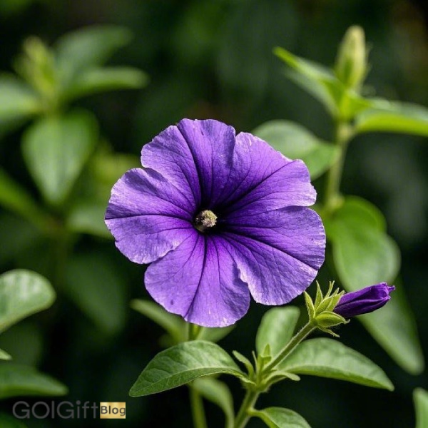 گل اطلسی width=512 height=512 border=0