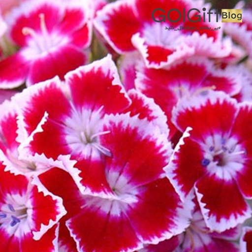 کاشت گل قرنفل width=512 height=512 border=0