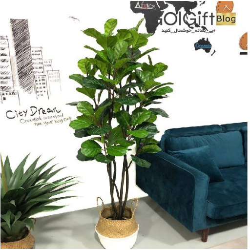 خرید اینترنتی فیکوس لیراتا width=512 height=512 border=0