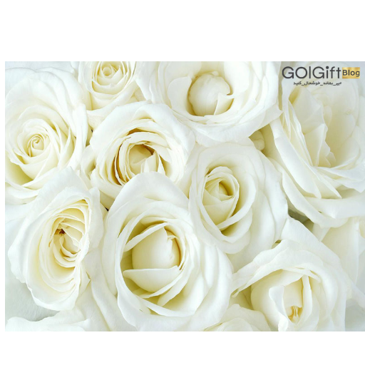 گل رز نابلوس سفید و زیبا و خاص width=512 height=512 border=0