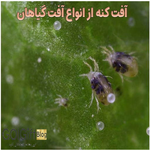 آفت کنه از انواع آفت گیاهان width=512 height=512 border=0
