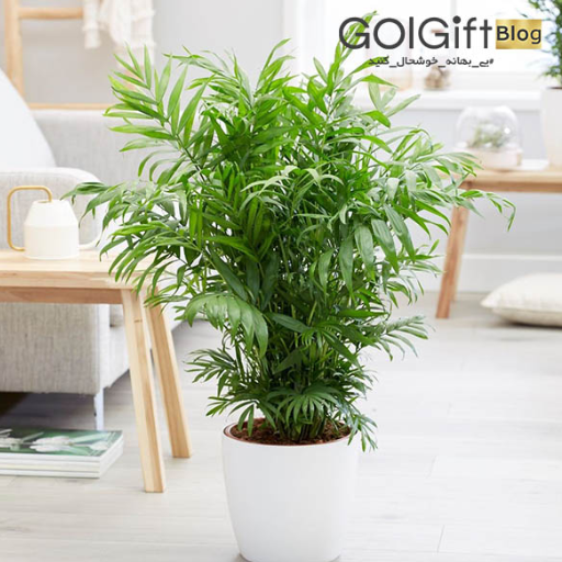 خرید اینترنتی گیاه شامادورا width=512 height=512 border=0