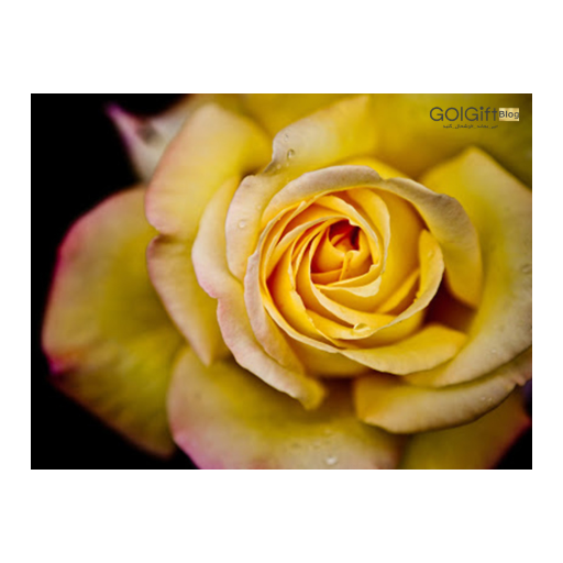 مفاهیم گل رز زرد width=512 height=512 border=0