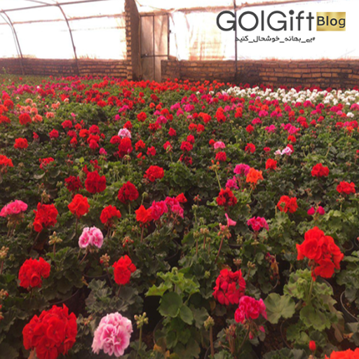 کاشت گل های طبیعی در محلات width=512 height=512 border=0
