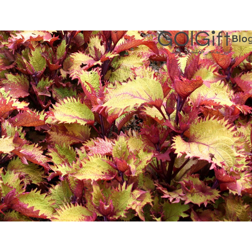 henna Solenostemon width=512 height=512 border=0