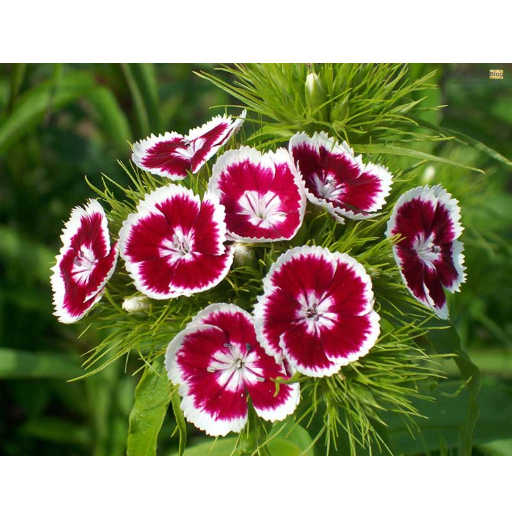 گل قرنفل با عطر و بویی خاص width=512 height=512 border=0