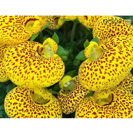 معرفی گل گوشواره ای width=512 height=512 border=0