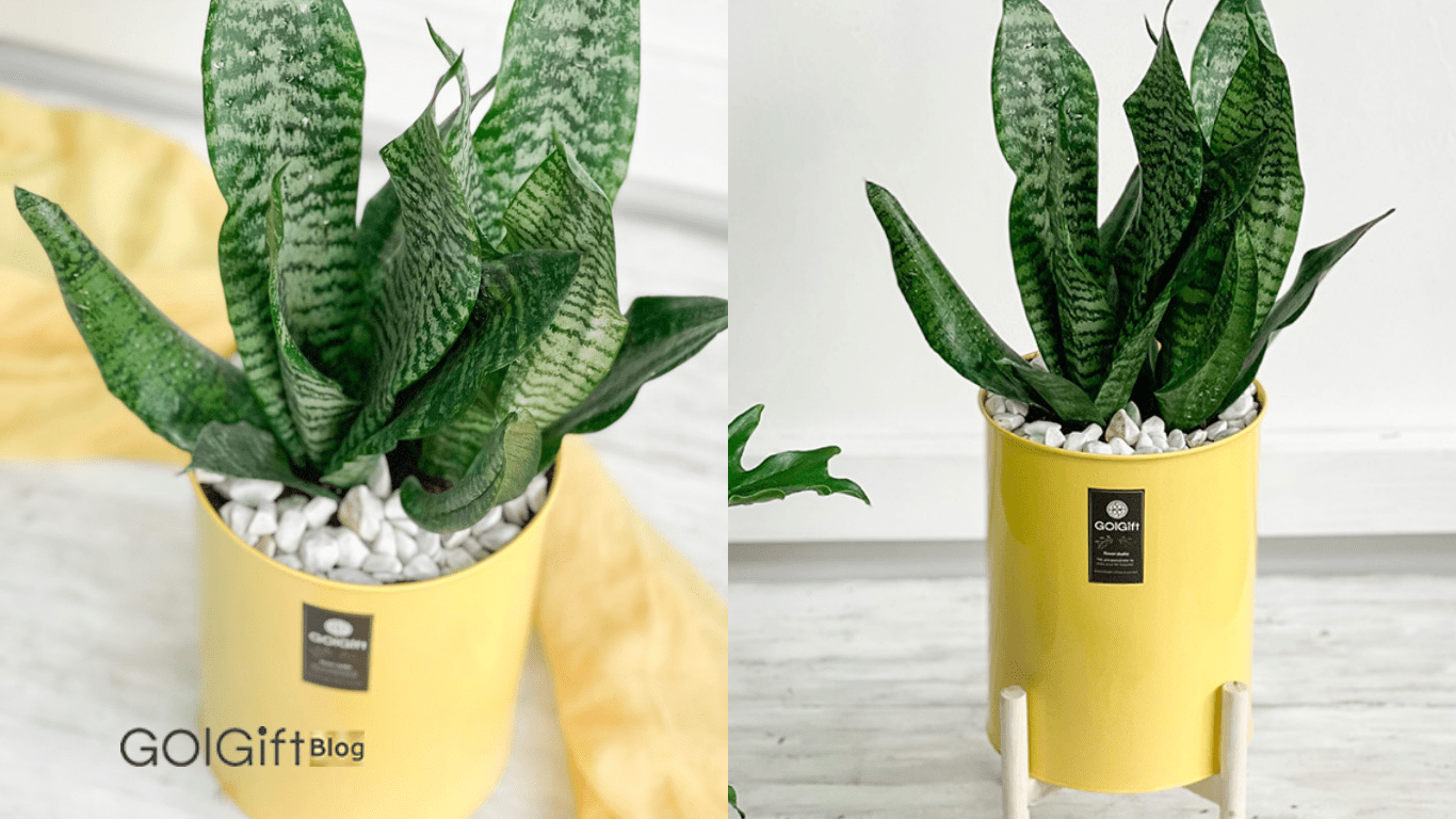 سانسوریا (Sansevieria Trifasciata) width=512 height=512 border=0