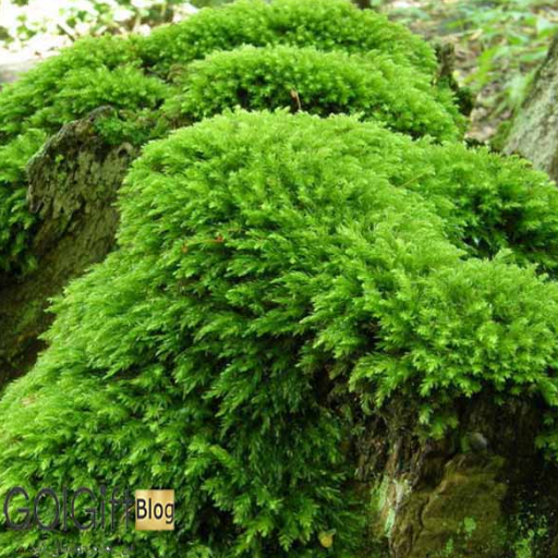 خزه ها از انواع گیاهان تراریوم آبی width=512 height=512 border=0