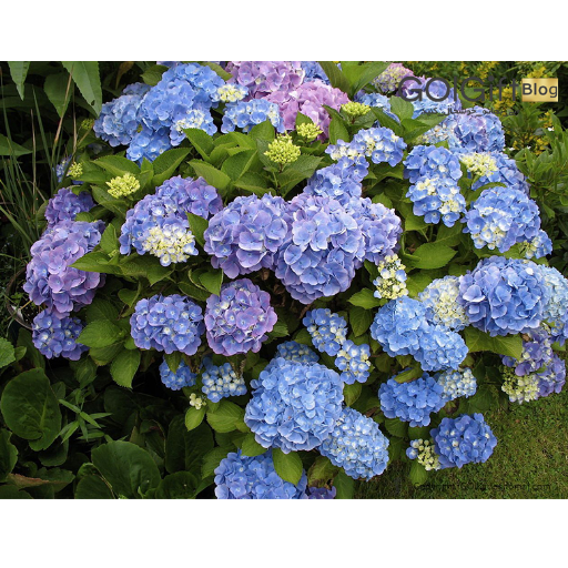 خرید گل هورتانسیا width=512 height=512 border=0