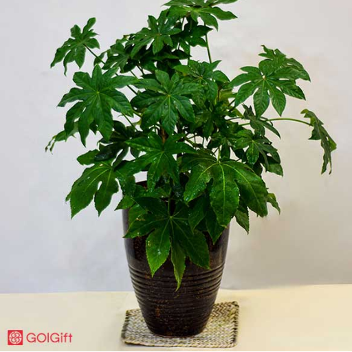 خاک مناسب برای گیاه آرالیا width=512 height=512 border=0