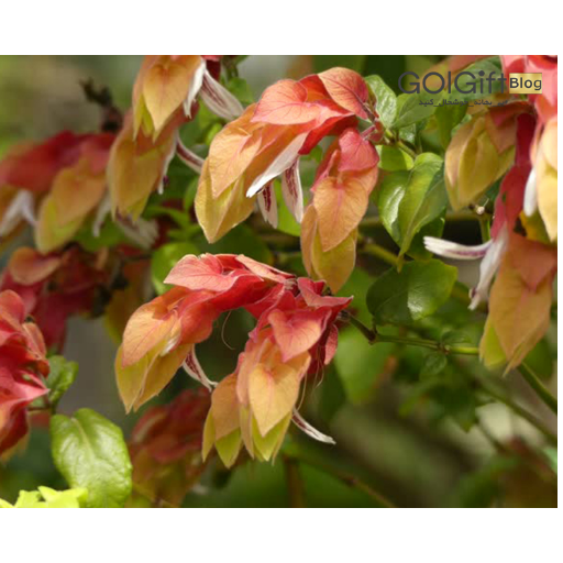 گل ناوک width=512 height=512 border=0