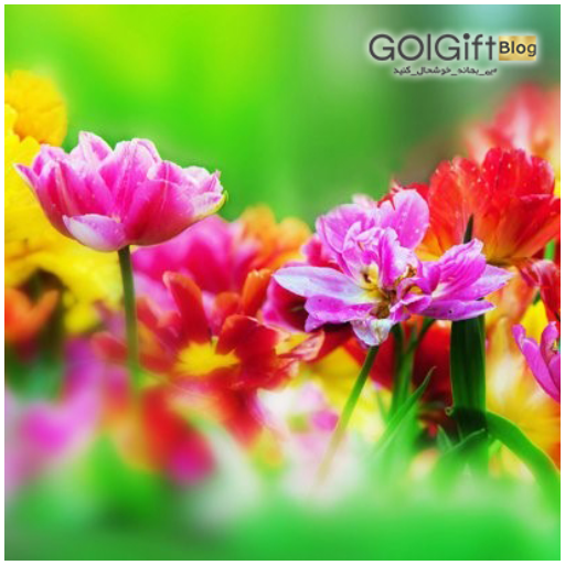 گل ها طبیعی و معانی مختلف آن ها  width=512 height=512 border=0