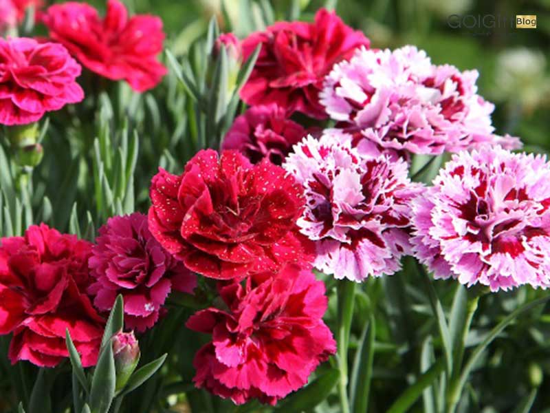 نگهداری گل میخک در خانه width=512 height=512 border=0