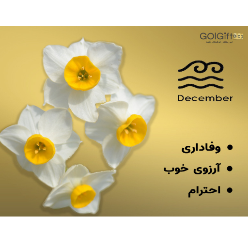 گل نرگس width=512 height=512 border=0