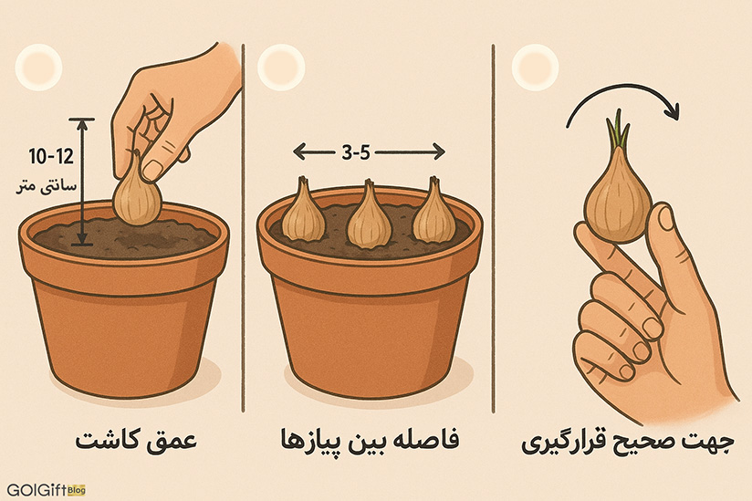 نحوه کاشت پیاز زعفران در گلدان width=512 height=512 border=0