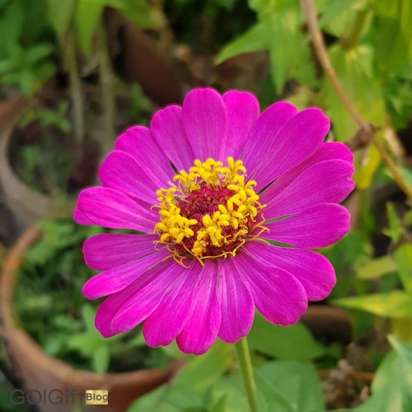 گل ناز آفتابی width=512 height=512 border=0