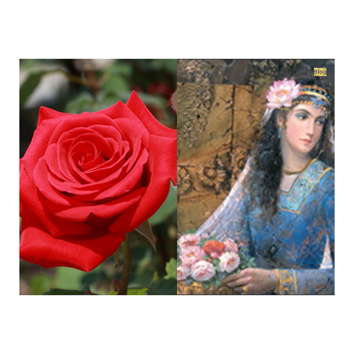 تاریخچه گل رز width=512 height=512 border=0