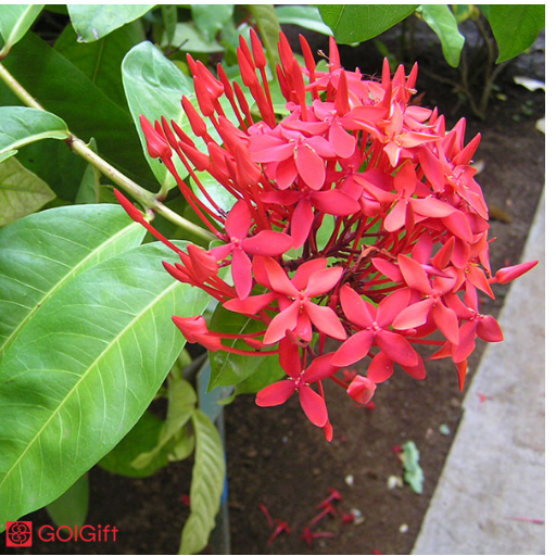 نحوه صحیح آبیاری گیاه ایکسورا width=512 height=512 border=0