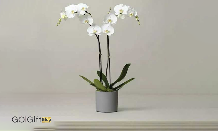 دمای محیط بر گیاهان4 width=512 height=512 border=0