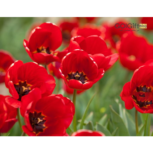 پرورش گل های طبیعی در شهر محلات width=512 height=512 border=0
