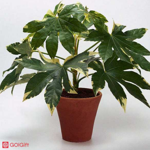 شرایط نگهداری گیاه آرالیا width=512 height=512 border=0