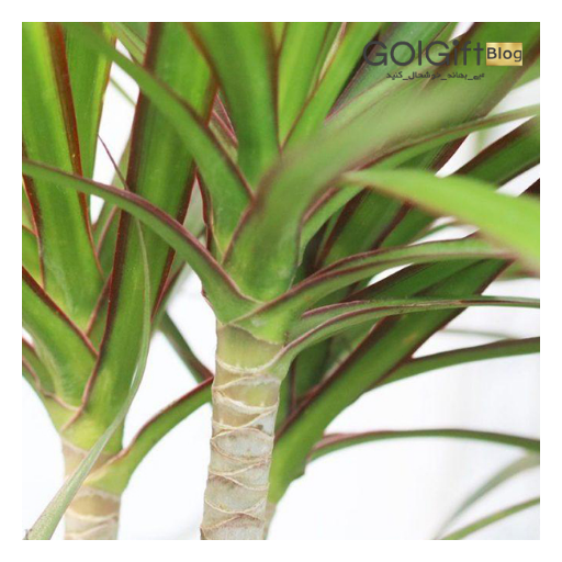 گیاه dracaena width=512 height=512 border=0