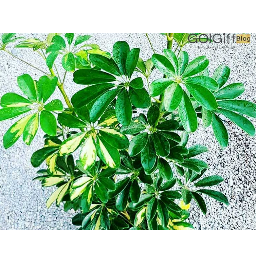 تاثیر جریان هوا روی برگ گیاه Schefflera width=512 height=512 border=0
