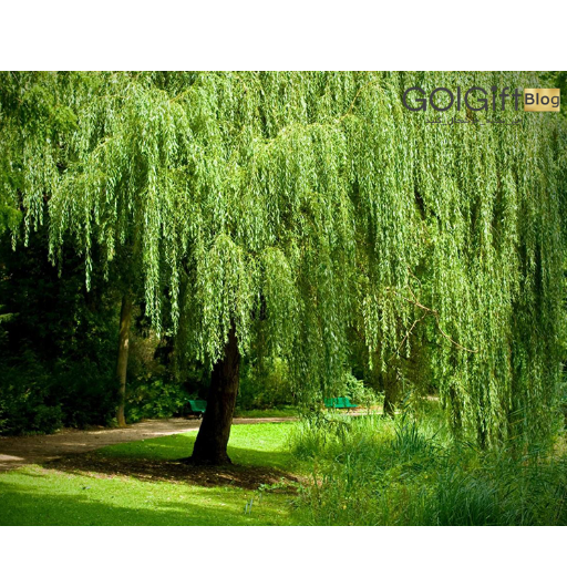 گیاه بید فری width=512 height=512 border=0