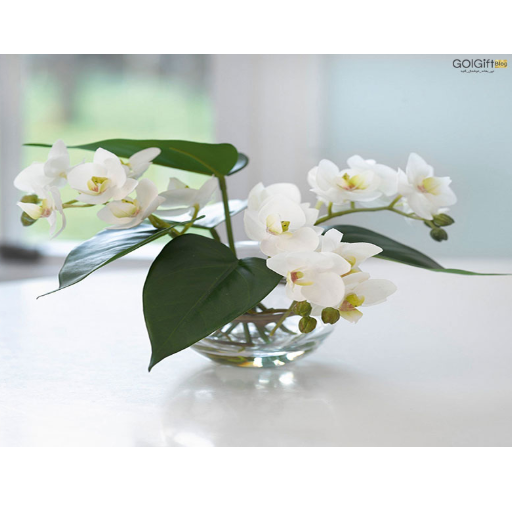 پرورش گل های خانگی width=512 height=512 border=0