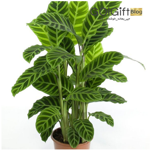 قیمت گیاه کالاتیا گورخری  width=512 height=512 border=0
