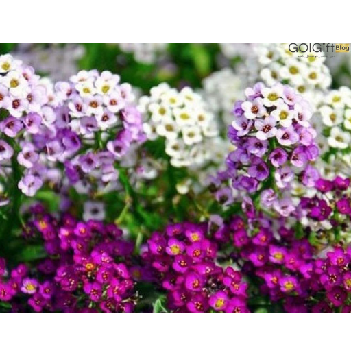 همه چیز در مورد گیاه آلیسوم شیرین width=512 height=512 border=0