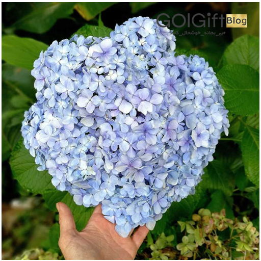 گل ادریسی زیبا و خاص width=512 height=512 border=0